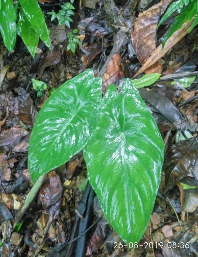 Alocasia acuminata