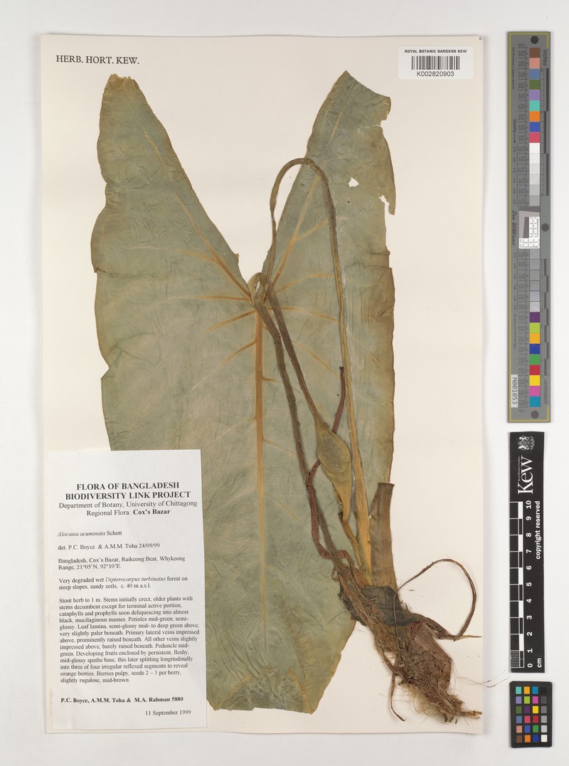 Alocasia acuminata photo 3