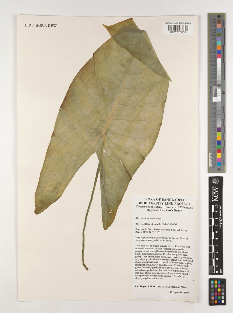 Alocasia acuminata photo 4