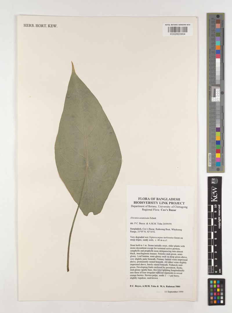 Alocasia acuminata photo 5