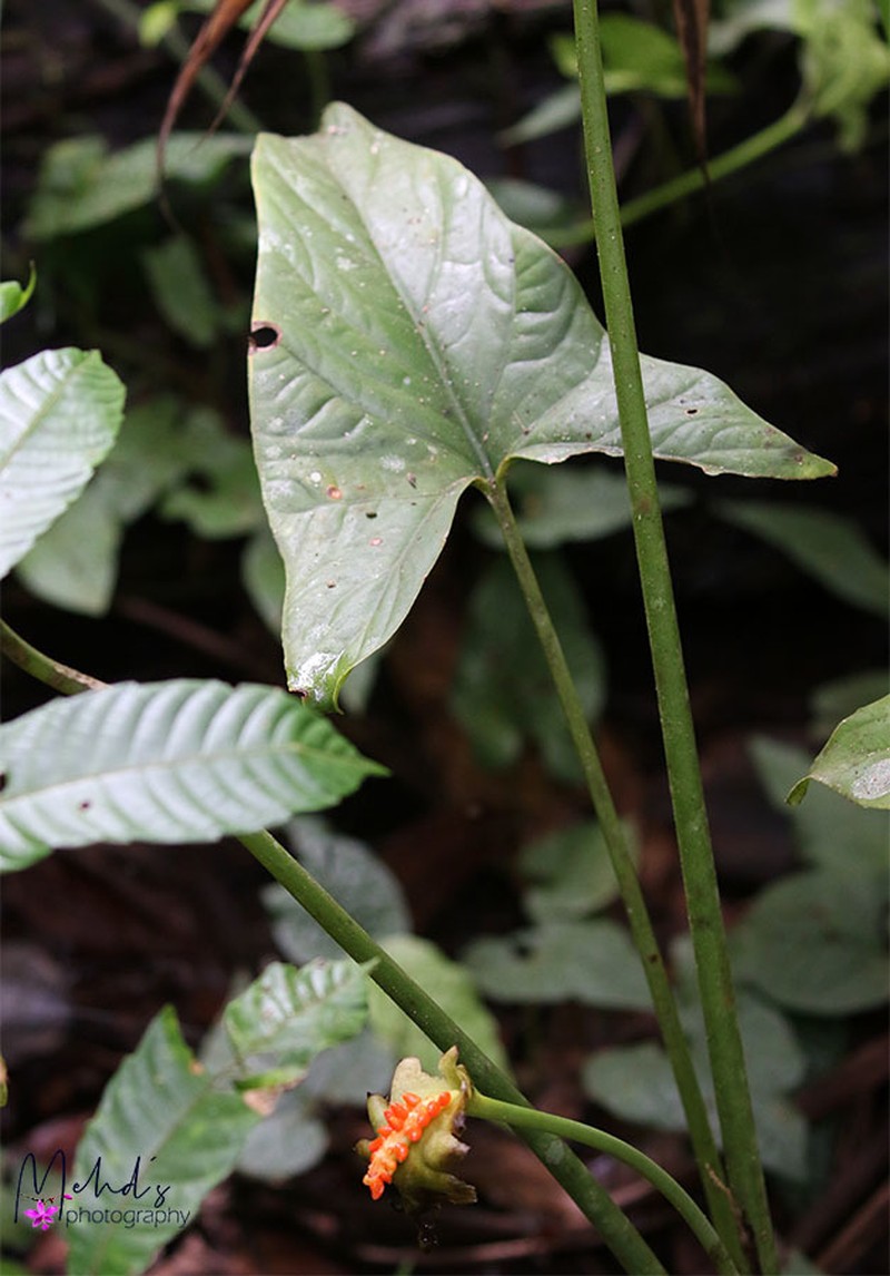 Alocasia aequiloba