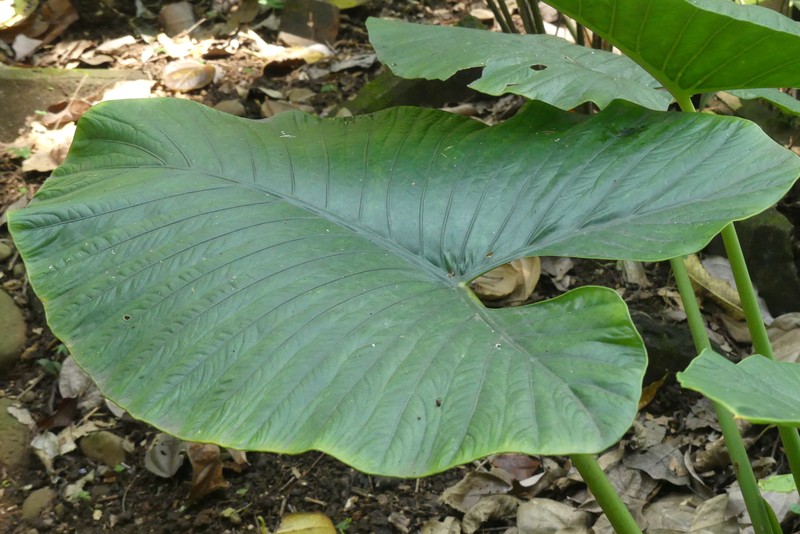 Alocasia alba photo 5