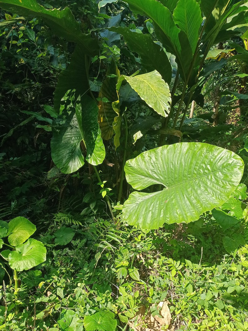 Alocasia alba photo 6