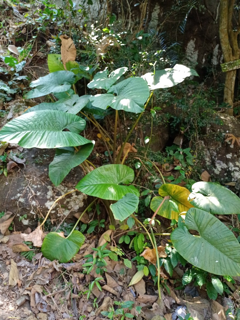 Alocasia alba photo 7