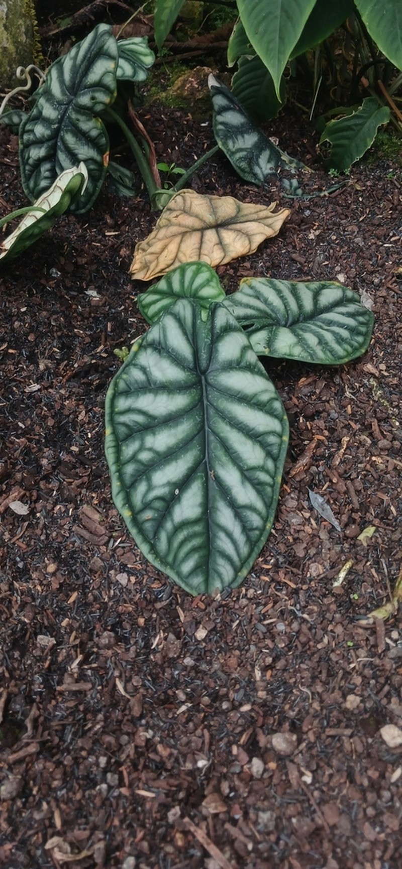 Alocasia baginda