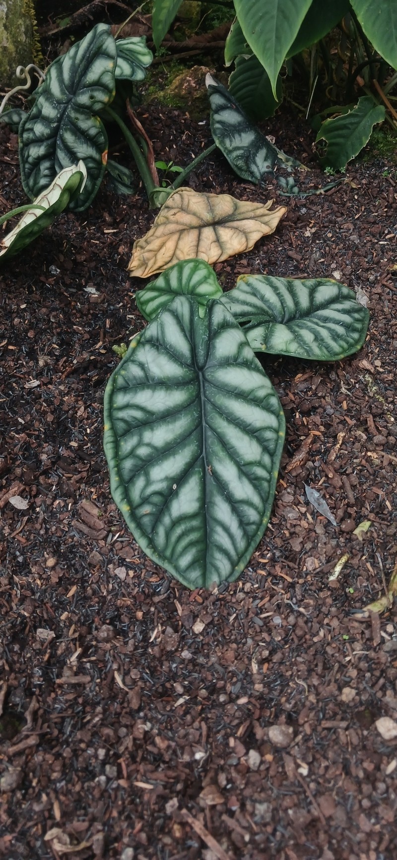 Alocasia baginda photo 2