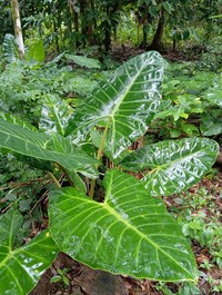 Alocasia balgooyi