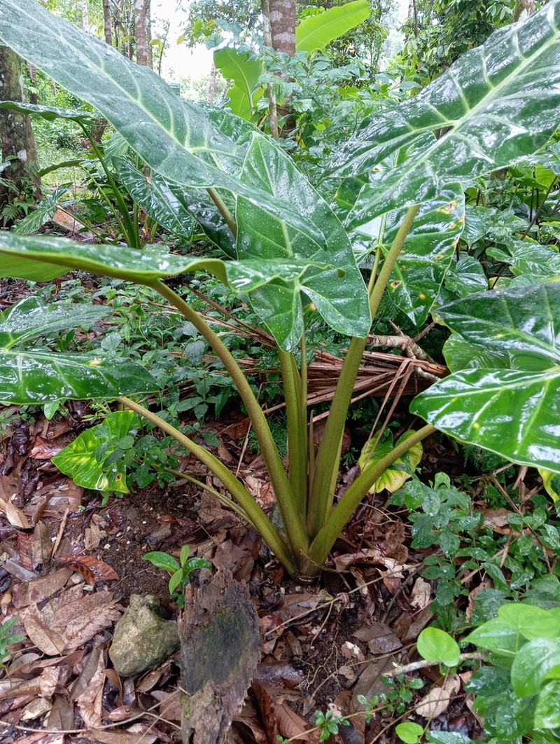 Alocasia balgooyi photo 2