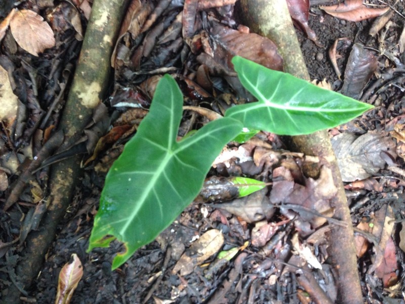 Alocasia balgooyi photo 3