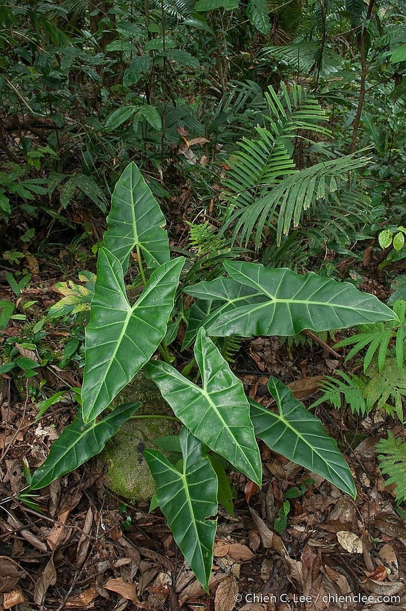 Alocasia balgooyi photo 4