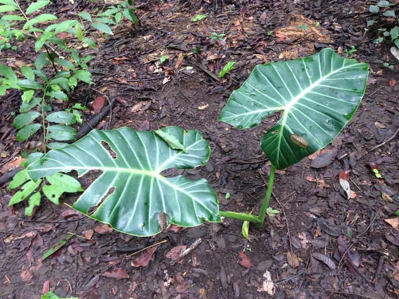 Alocasia balgooyi photo 5