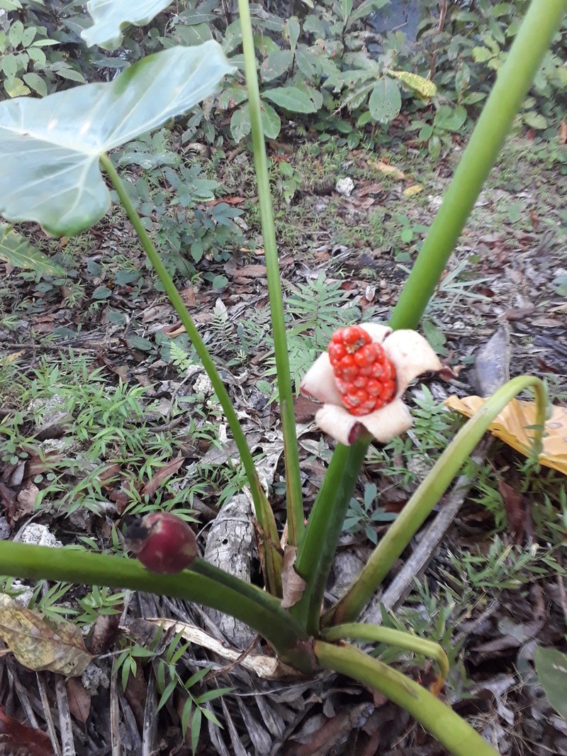 Alocasia balgooyi photo 6
