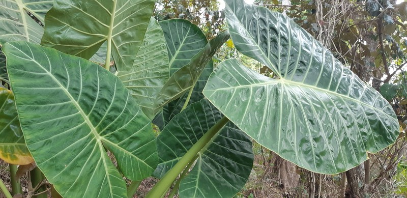 Alocasia balgooyi photo 7