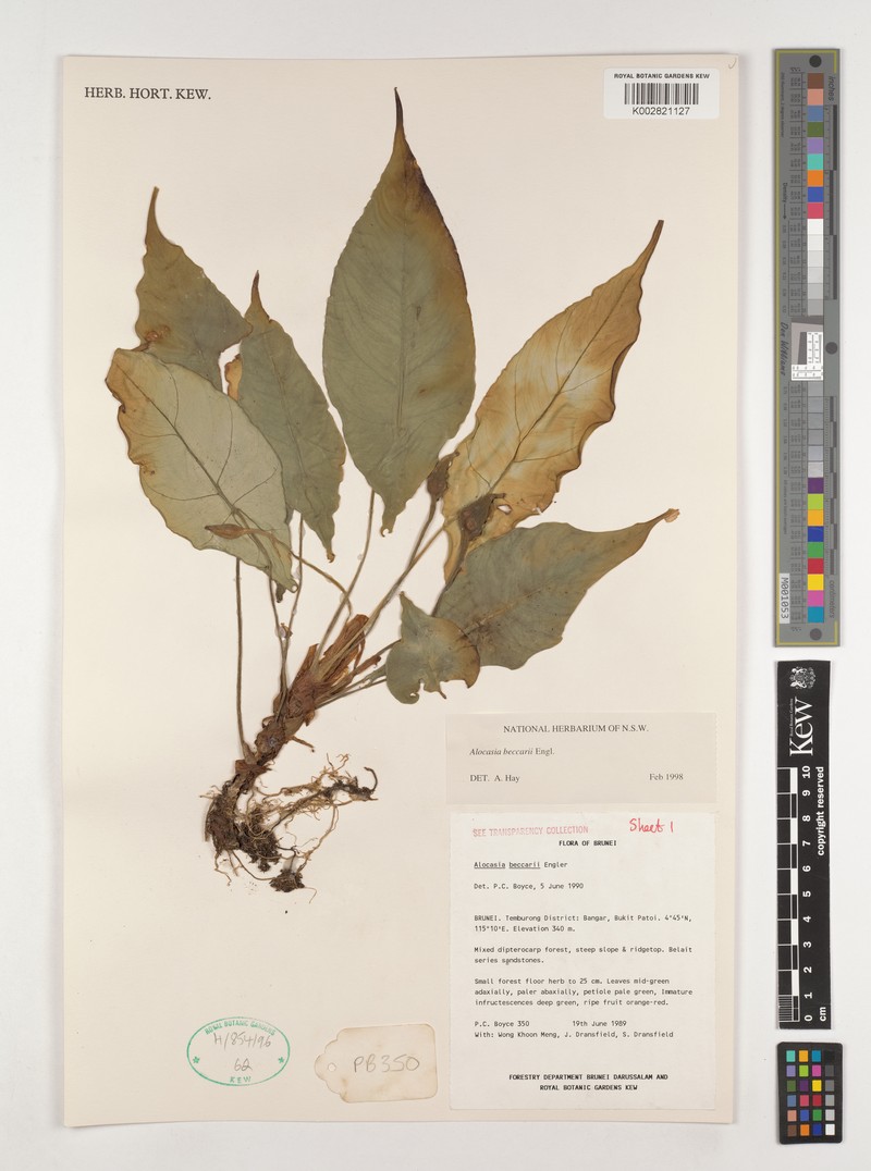 Alocasia beccarii photo 3