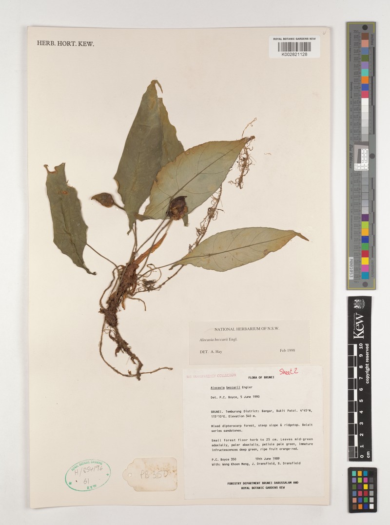 Alocasia beccarii photo 4