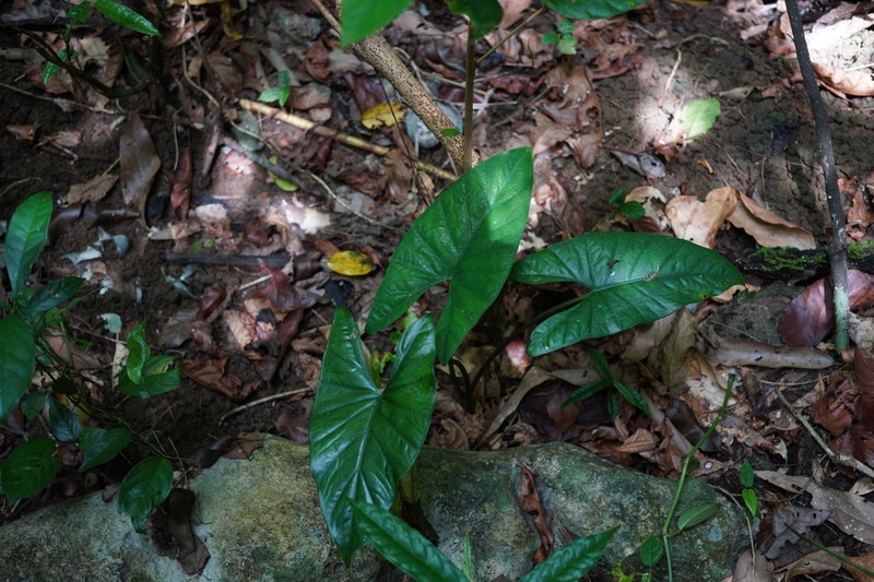 Alocasia boyceana