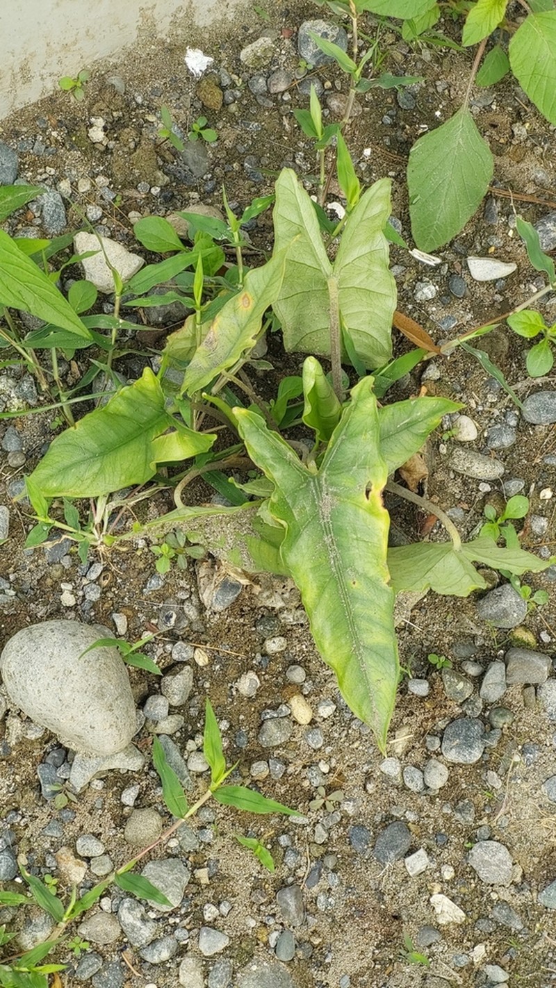 Alocasia boyceana photo 4