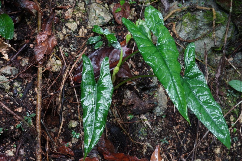 Alocasia boyceana photo 5