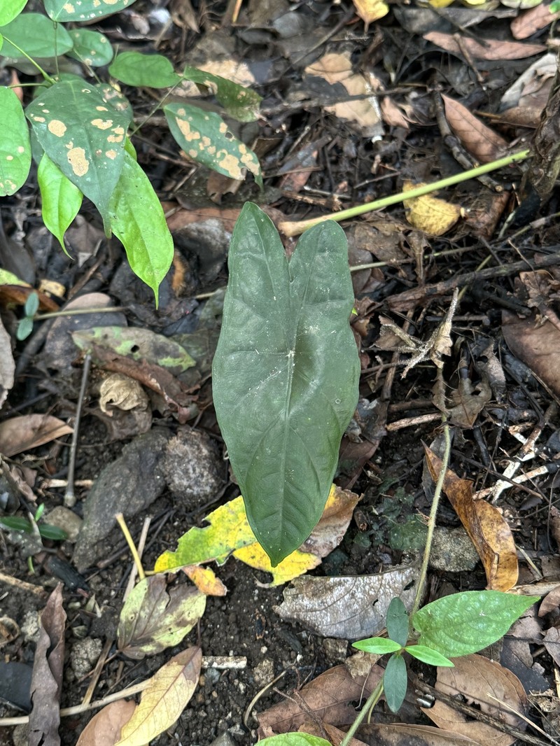 Alocasia boyceana photo 6