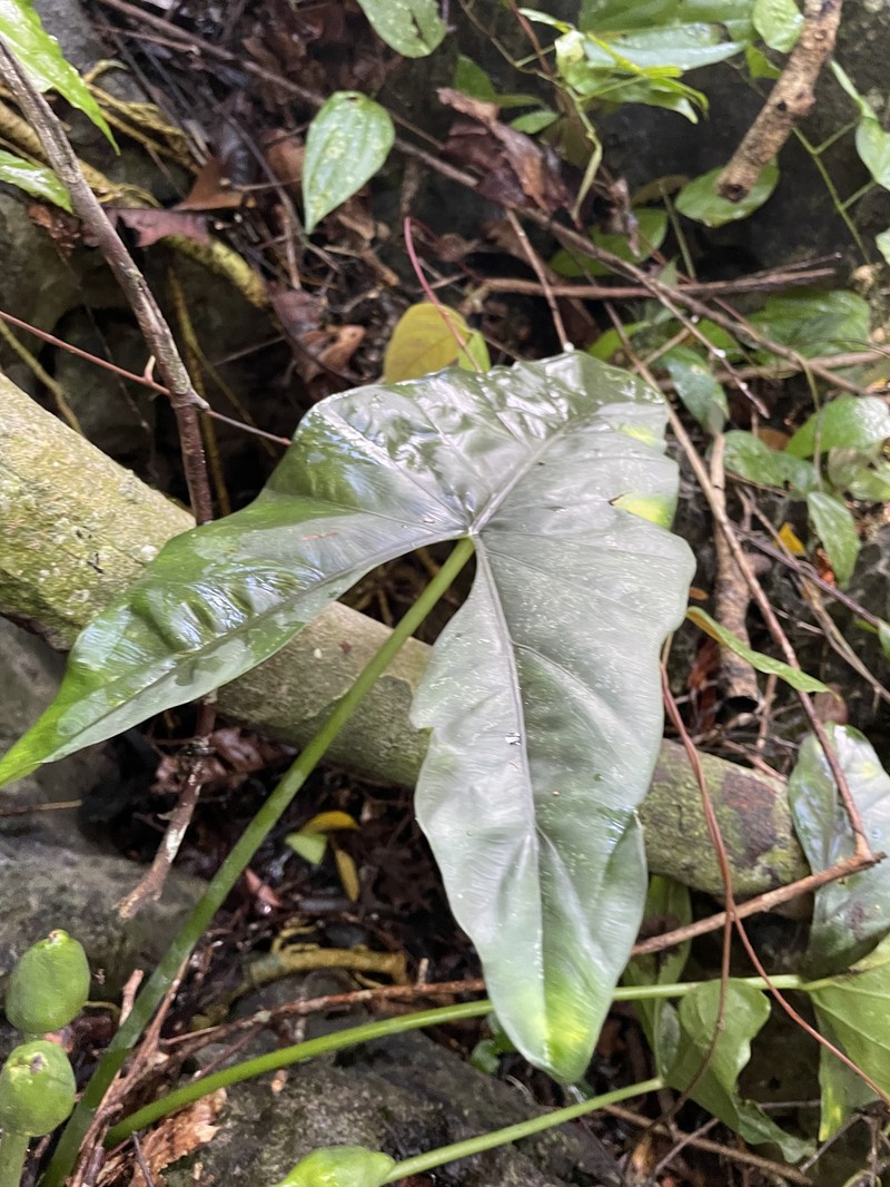 Alocasia boyceana photo 7