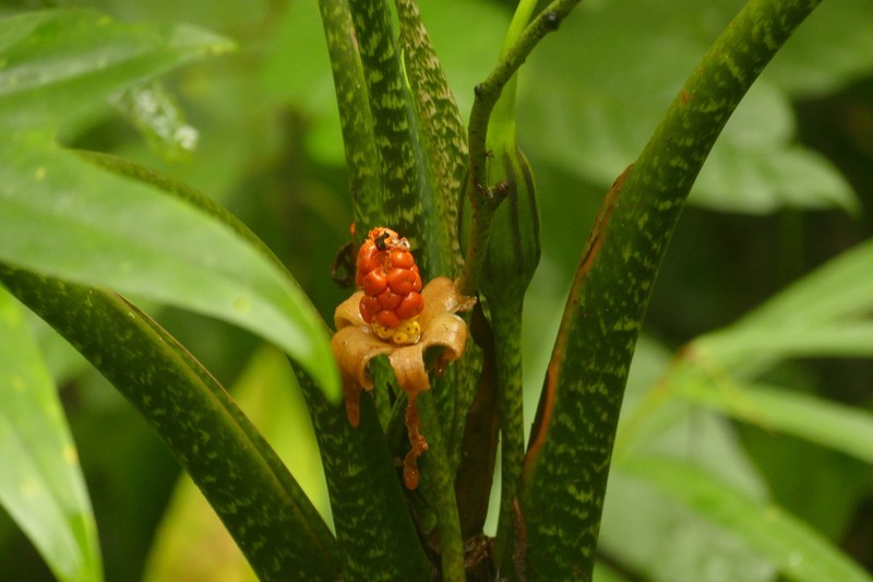 Alocasia brancifolia photo 2