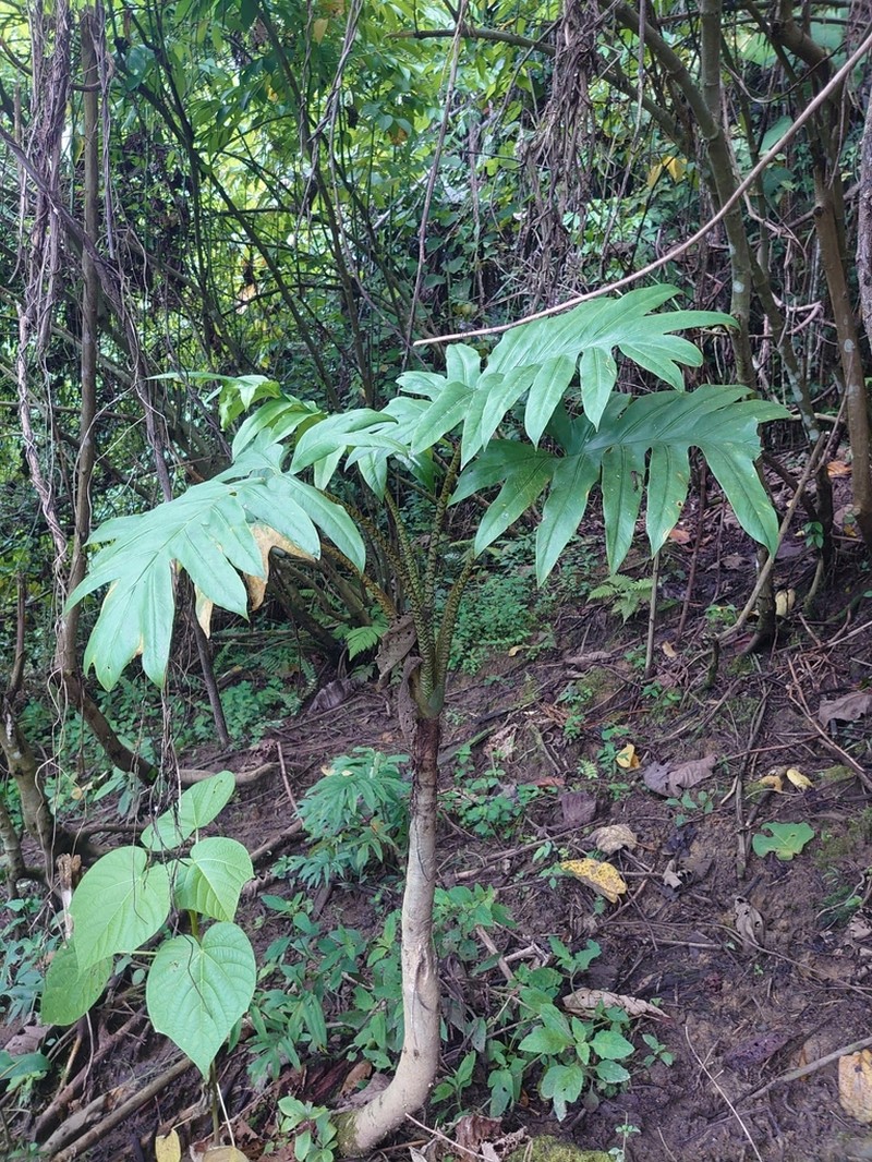 Alocasia brancifolia photo 3