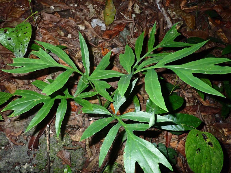 Alocasia brancifolia photo 4