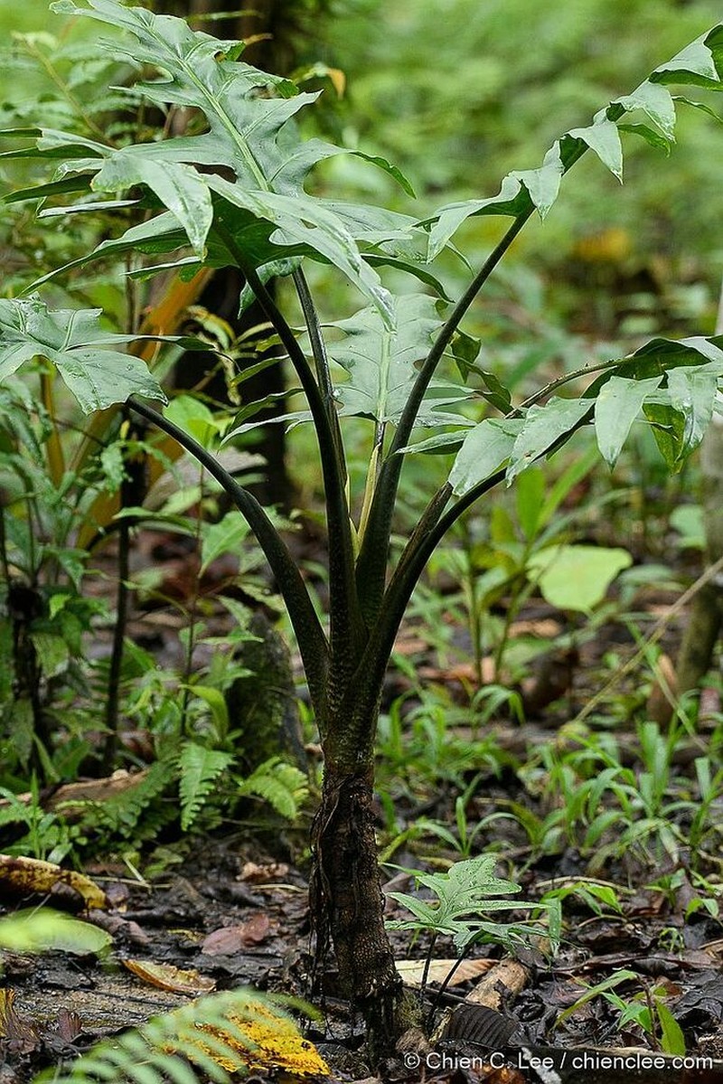Alocasia brancifolia photo 5