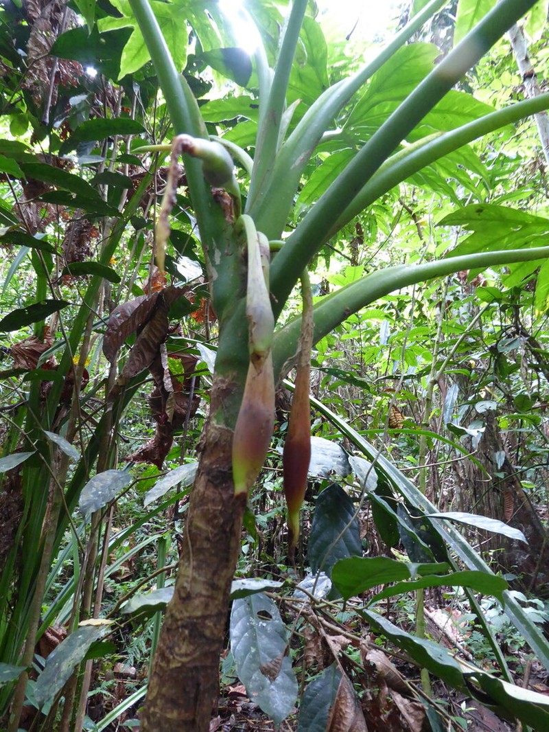 Alocasia brancifolia photo 6