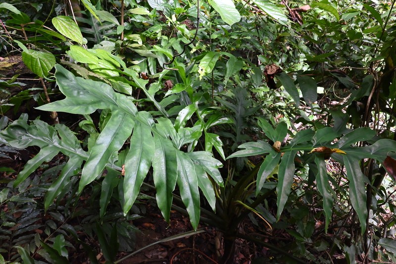 Alocasia brancifolia photo 7