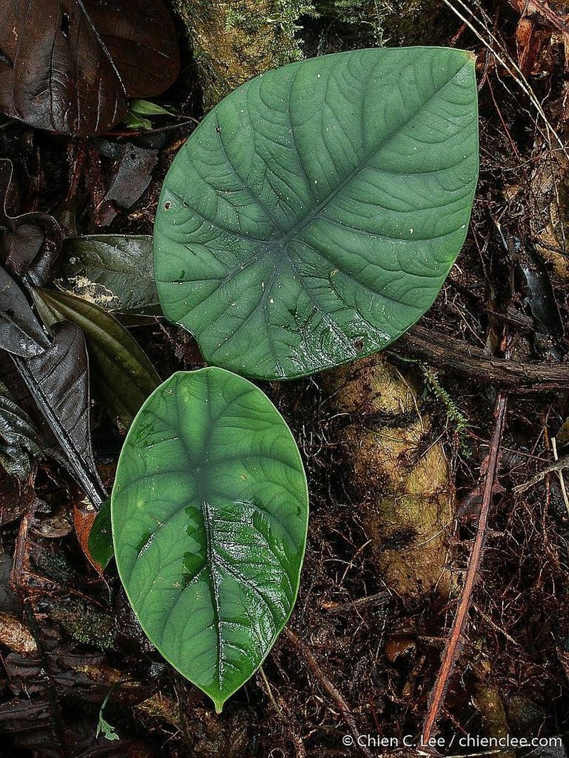 Alocasia chaii