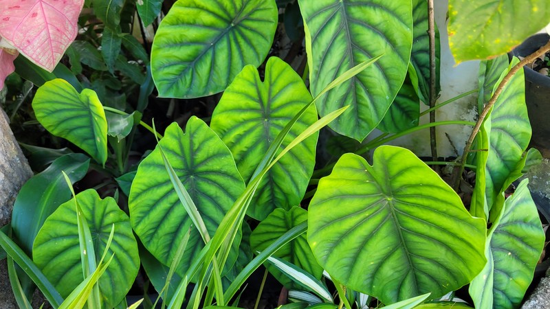 Alocasia clypeolata