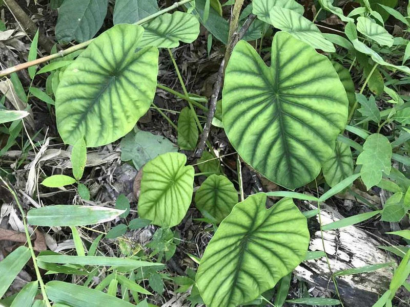 Alocasia clypeolata photo 2