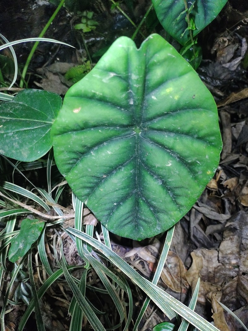 Alocasia clypeolata photo 3