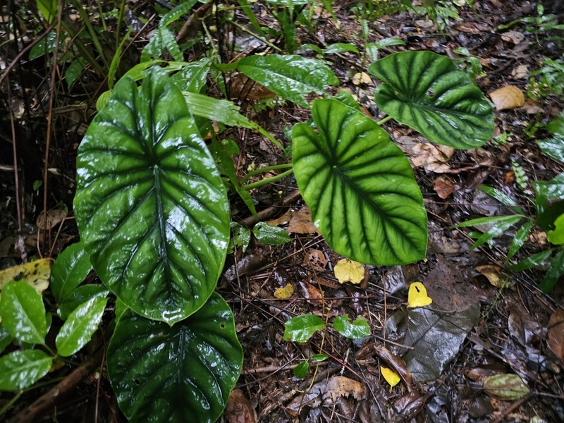 Alocasia clypeolata photo 4