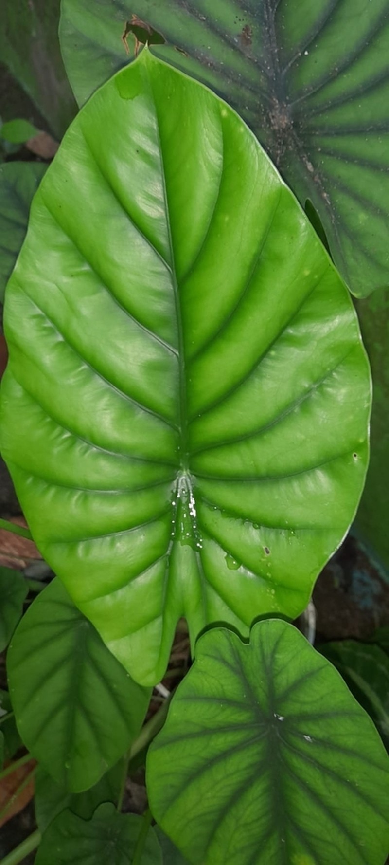 Alocasia clypeolata photo 5