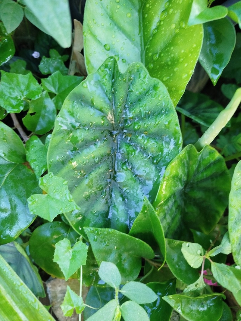 Alocasia clypeolata photo 6