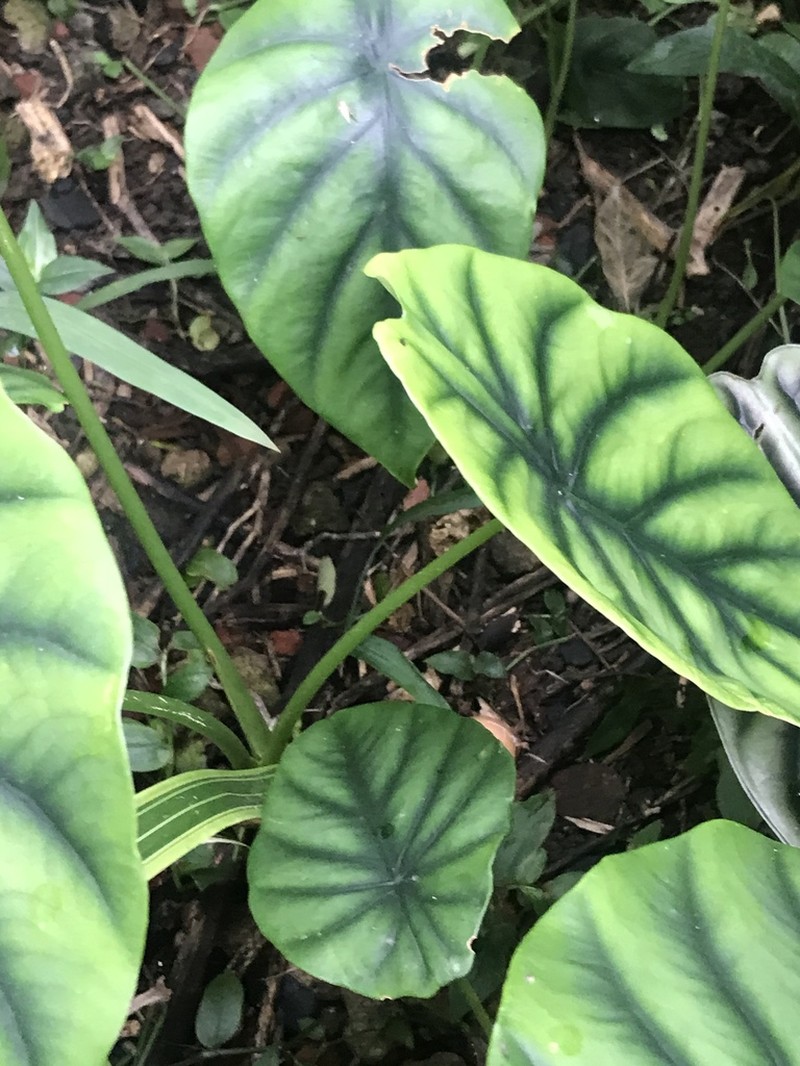 Alocasia clypeolata photo 7