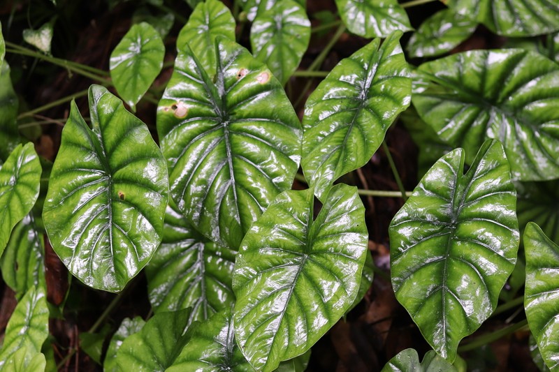Alocasia clypeolata photo 8