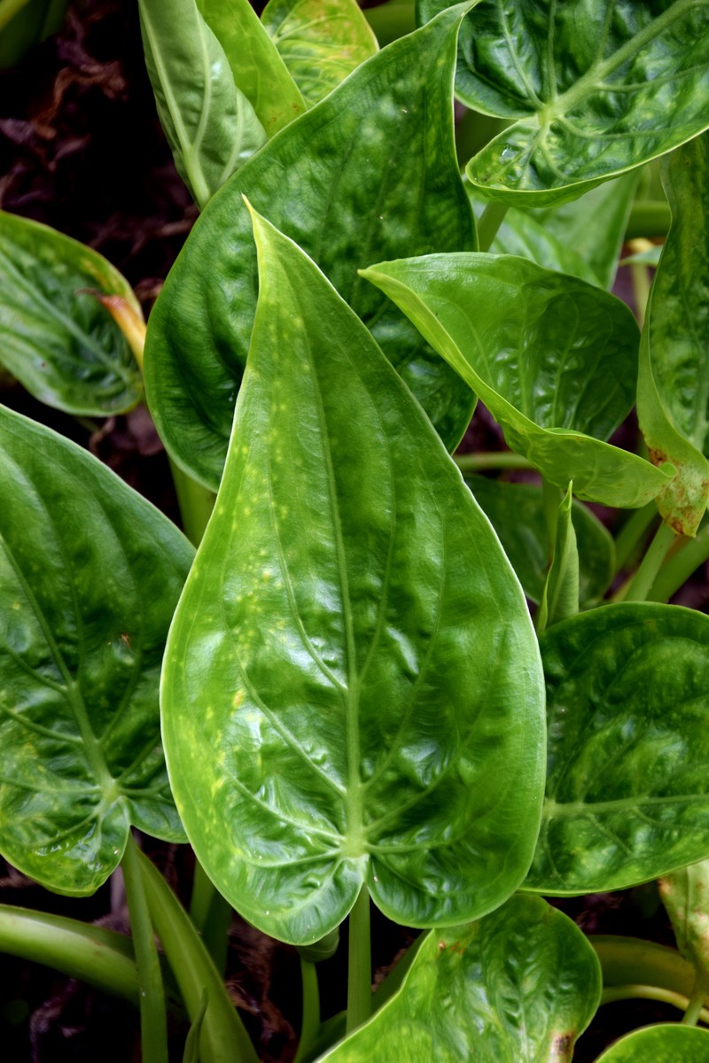 Chinese Taro