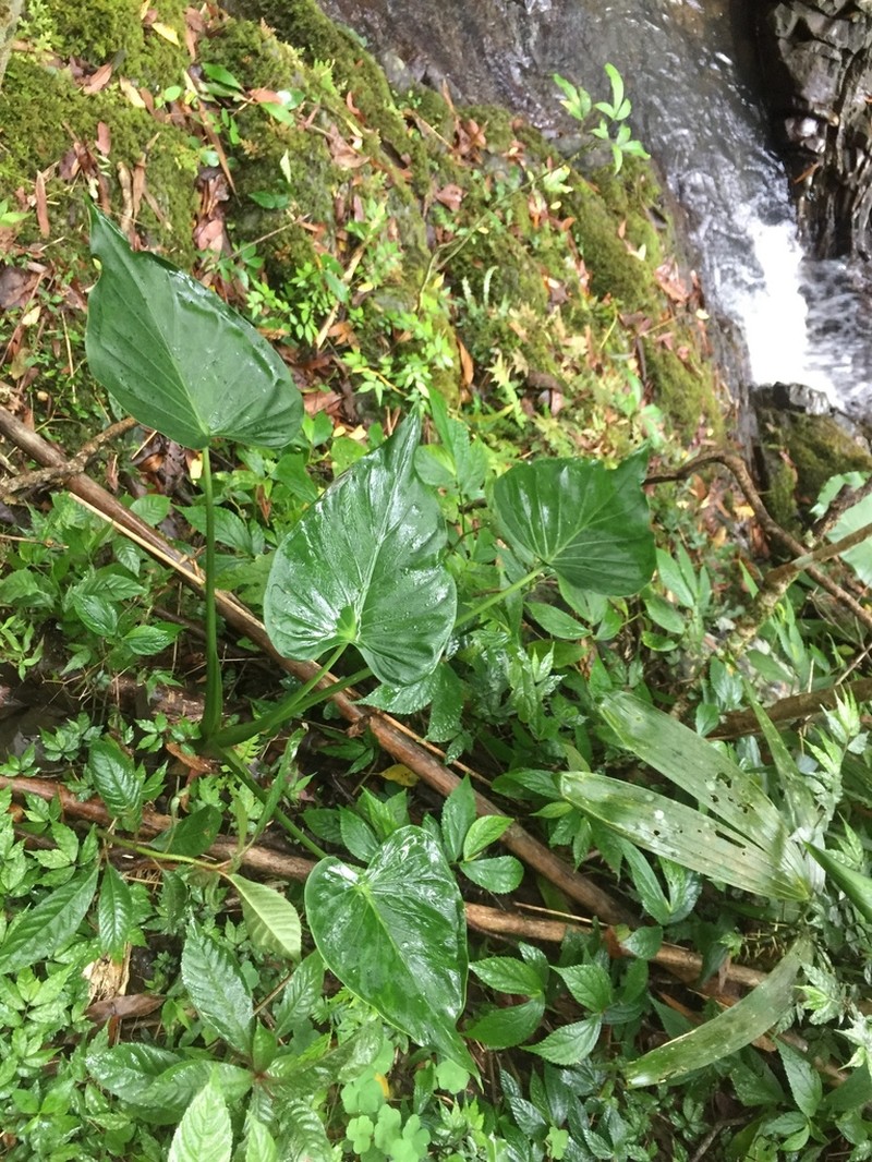 Chinese Taro photo 2