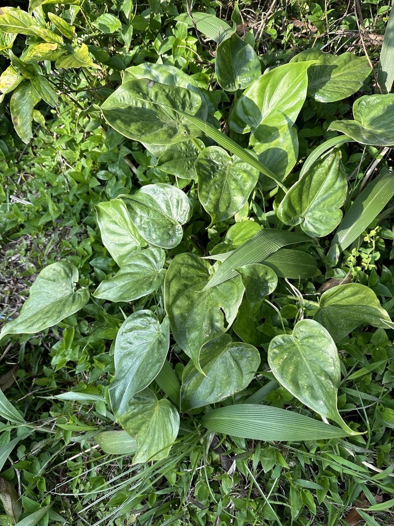Chinese Taro photo 3
