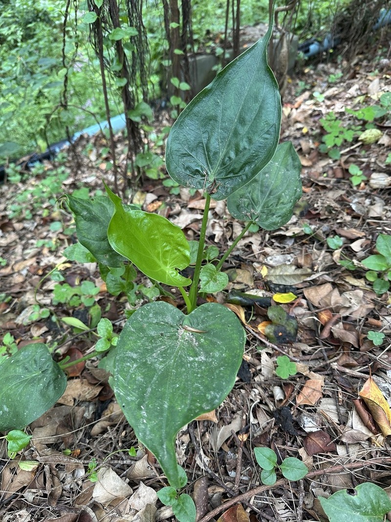 Chinese Taro photo 4