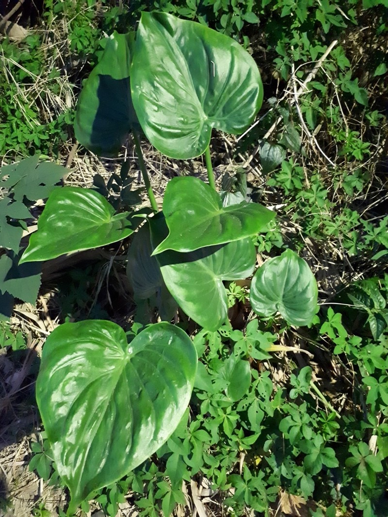 Chinese Taro photo 5