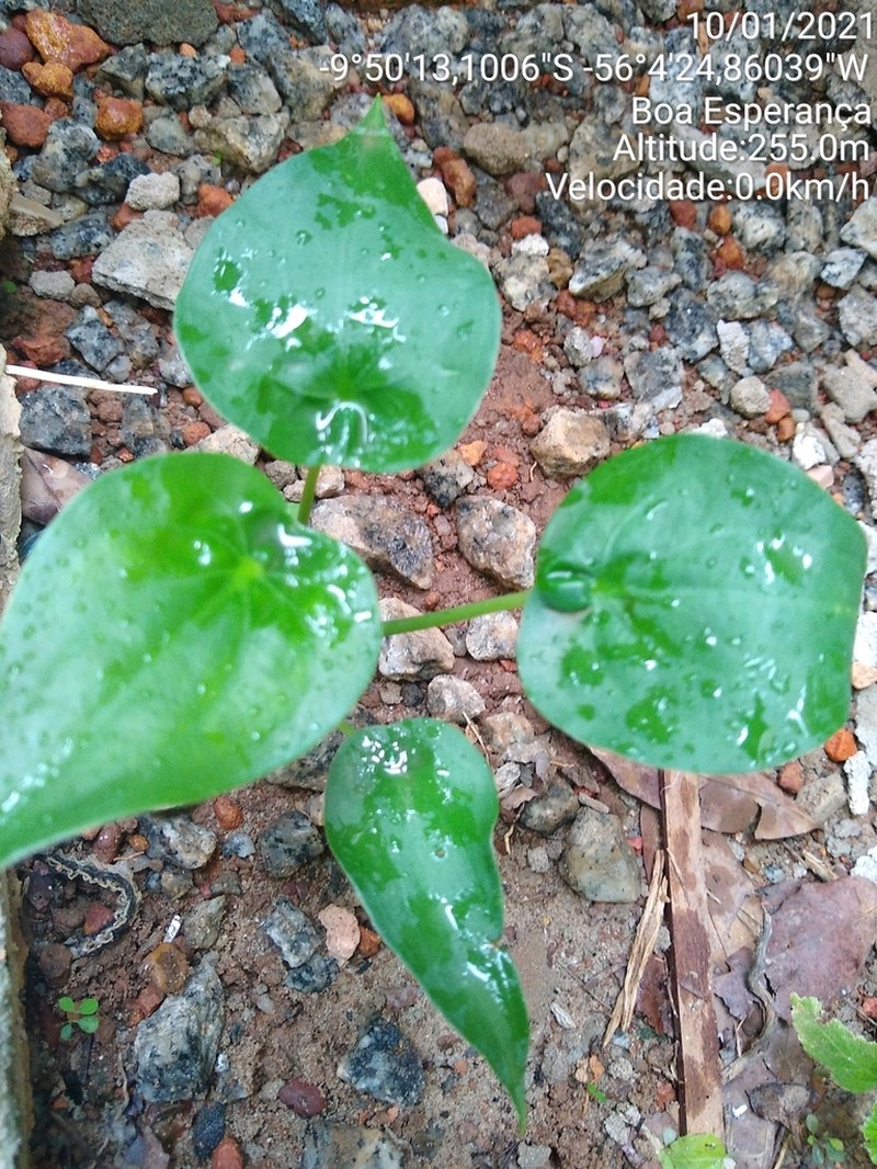 Chinese Taro photo 6