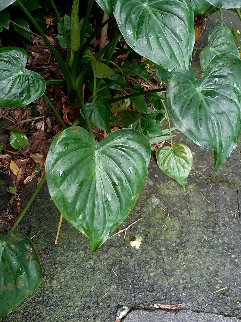 Chinese Taro photo 7