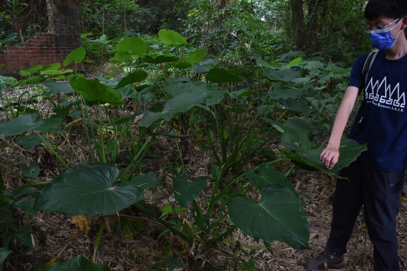 Chinese Taro photo 8