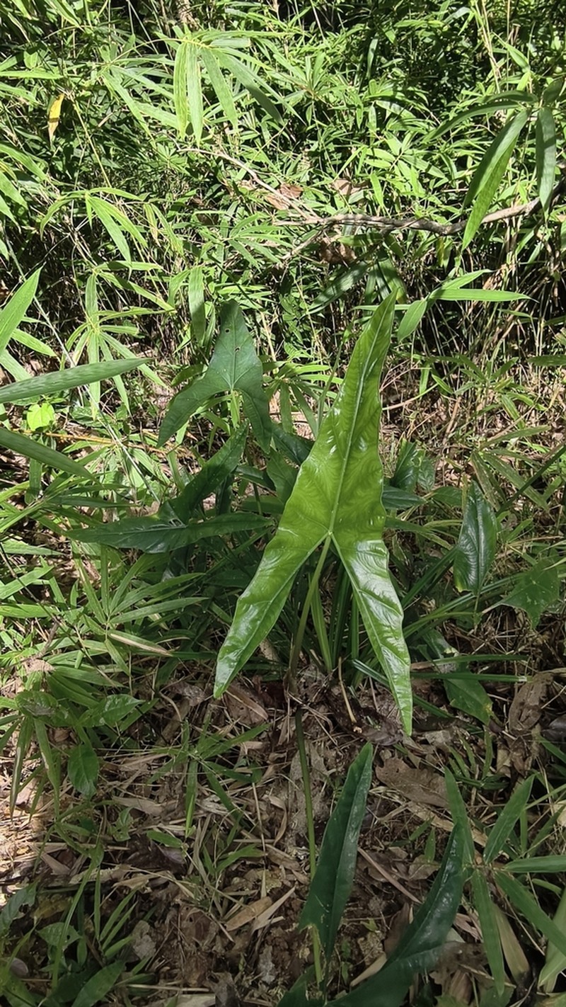 Alocasia culionensis
