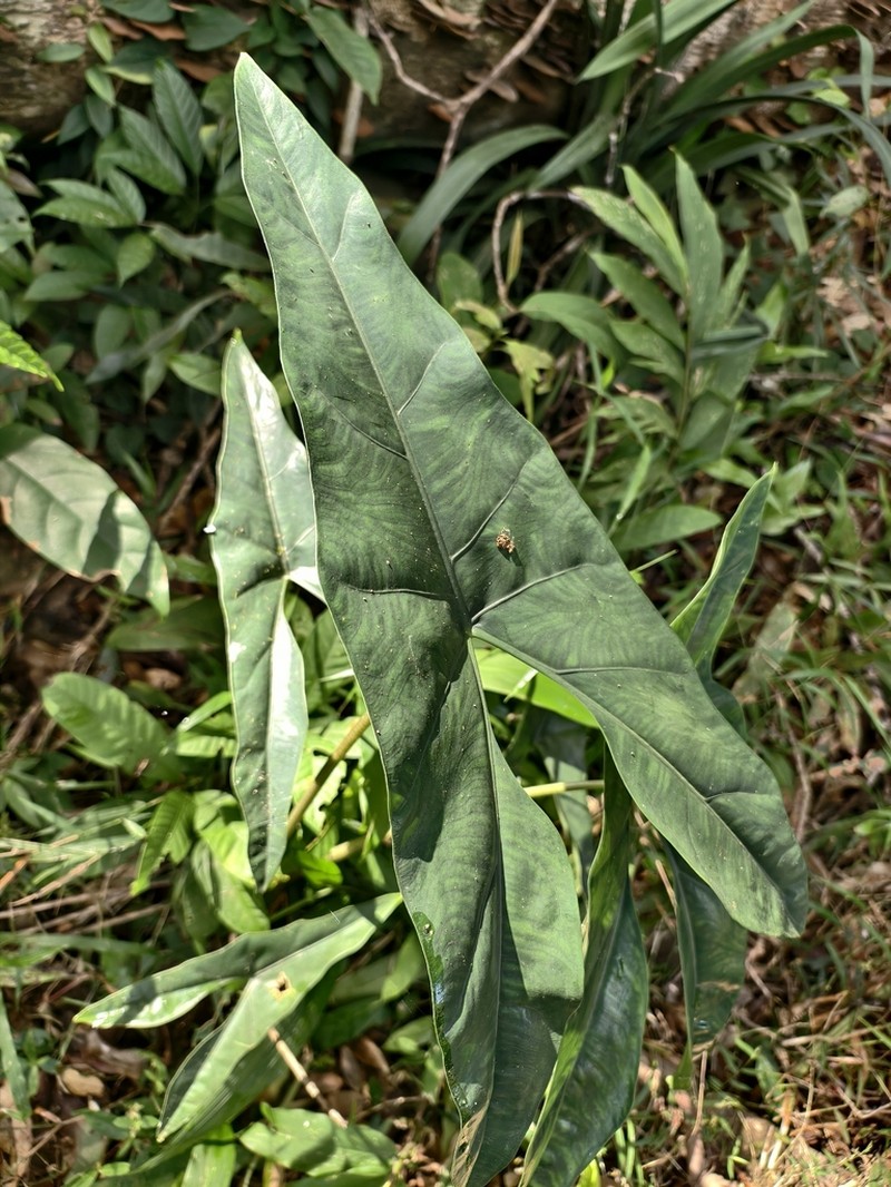 Alocasia culionensis photo 2