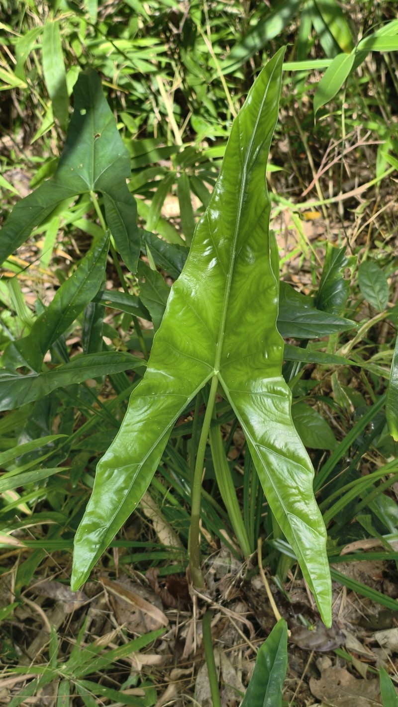 Alocasia culionensis photo 3